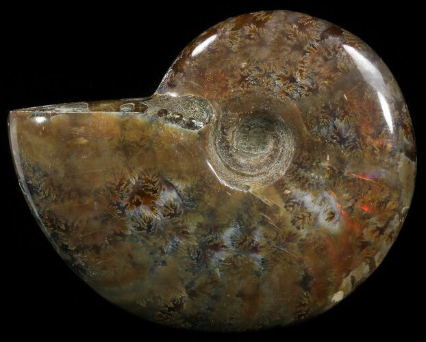 Flashy Red Iridescent Ammonite - Wide #52322